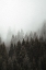 Picture of MIST 2