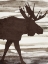 Picture of MOOSE 1