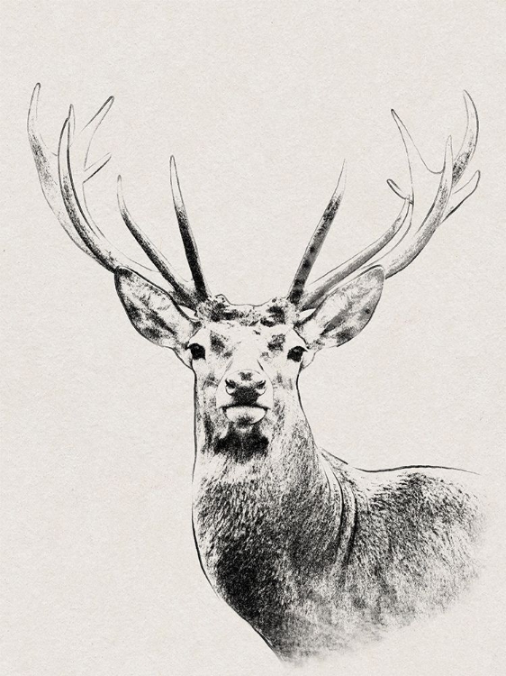 Picture of WILDERNESS STARE
