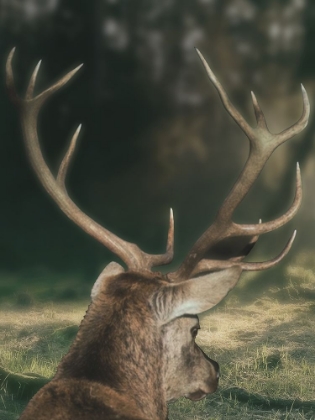 Picture of WANDERING BUCK