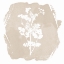 Picture of SWEET SOPHISTICATE FLORAL 2