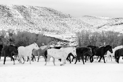 Picture of WILD HORSES AT THE WYOMING-COLORADO BORDER
