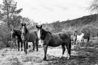 Picture of CURIOUS HORSES RED RIVER COUNTY NEAR DETROIT-TEXAS