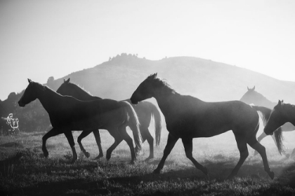 Picture of HORSES HEAD FOR THE CORRAL-RIVERSIDE-WYOMING