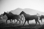 Picture of HORSES HEAD FOR THE CORRAL-RIVERSIDE-WYOMING