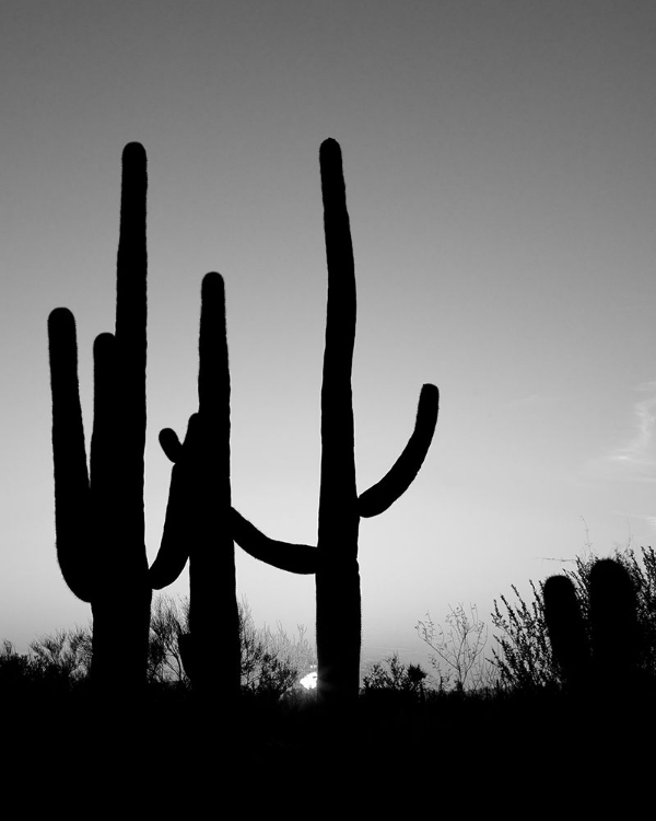 Picture of SAGUARO CACTUS NEAR TUCSON-ARIZONA