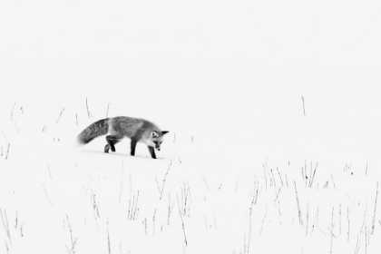 Picture of RED FOX-YELLOWSTONE NATIONAL PARK WYOMING