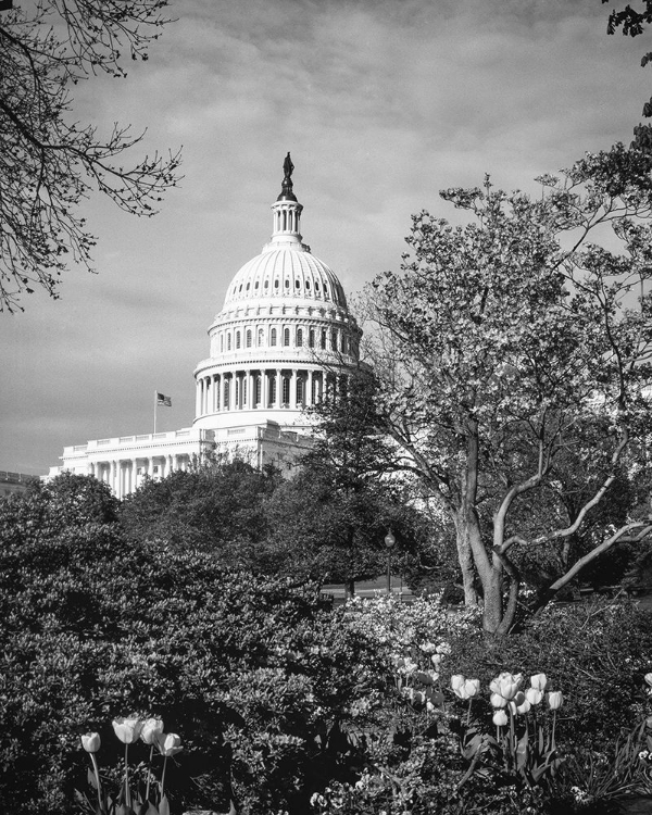 Picture of CAPITOL HILL-WASHINGTON D.C.