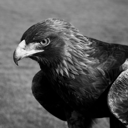Picture of GOLDEN EAGLE THAT FLIES AT THE AUBURN UNIVERSITY