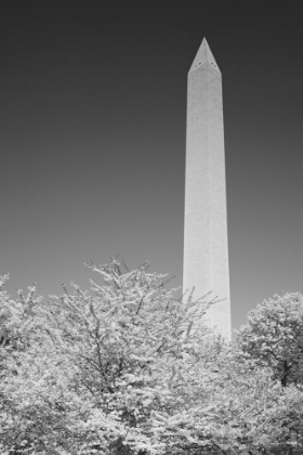 Picture of THE WASHINGTON MONUMENT IN WASHINGTON-D.C.