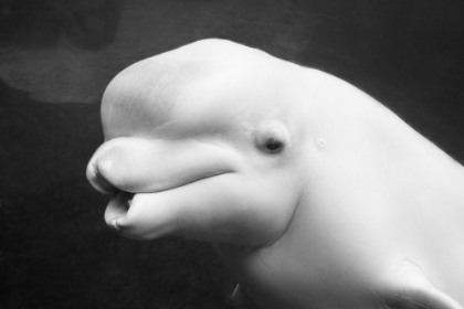 Picture of BELUGA WHALE