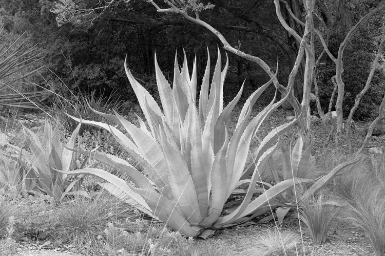 Picture of LADY BIRD JOHNSON WILDFLOWER CENTER-AUSTIN TEXAS