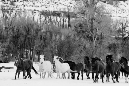 Picture of WILD HORSES AT THE WYOMING-COLORADO BORDER II