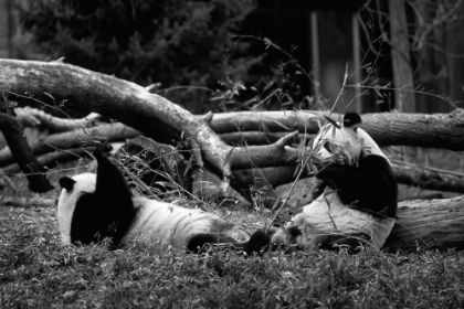 Picture of GIANT PANDAS