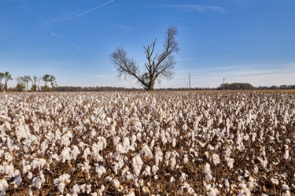 Picture of COTTON FIELD NEAR MARKS-MISSISSIPPI