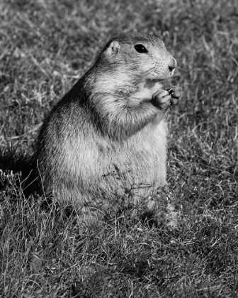 Picture of PRAIRIE DOG AT DEVILS TOWER NATIONAL MONUMENT-WYOMING