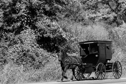 Picture of HORSE WITH BUGGY IN AMISH COUNTRY