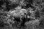 Picture of AMERICAN BISON-OR BUFFALO-YELLOWSTONE NATIONAL PARK-WYOMING