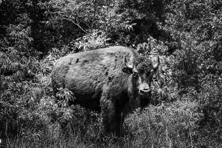 Picture of AMERICAN BISON-OR BUFFALO-YELLOWSTONE NATIONAL PARK-WYOMING