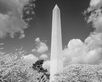 Picture of WASHINGTON MONUMENT AND CHERRY TREES