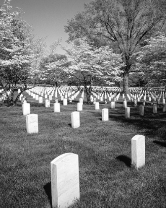 Picture of SPRINGTIME AT A MEMORIAL CEMETERY