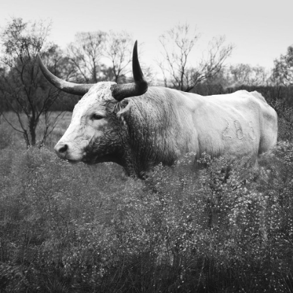 Picture of LONGHORN CATTLE AT ABILENE STATE HISTORICAL PARK ,TEXAS