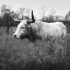 Picture of LONGHORN CATTLE AT ABILENE STATE HISTORICAL PARK ,TEXAS