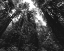 Picture of REDWOOD NATIONAL AND STATE PARK-UNITED STATES-NORTHERN CALIFORNIA