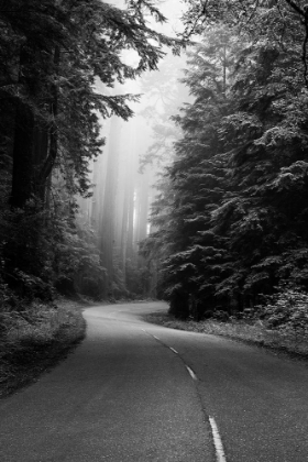 Picture of REDWOOD NATIONAL AND STATE PARK ON U.S. 101 CALIFORNIA