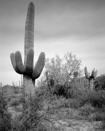 Picture of SAGUARO SENTINEL