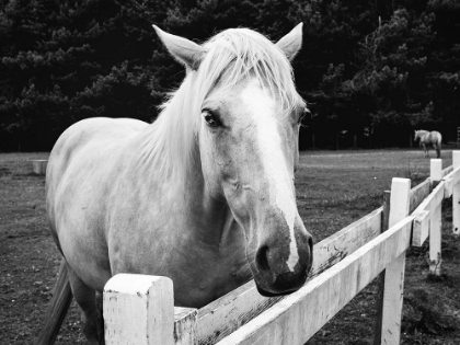 Picture of HORSE IN ORICK-CALIFORNIA