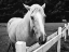 Picture of HORSE IN ORICK-CALIFORNIA