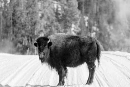 Picture of AMERICAN BISON YELLOWSTONE NATIONAL PARK WYOMING