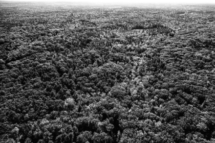 Picture of FORESTS NEAR OGUNQUIT-MAINE