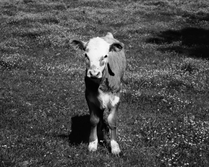 Picture of YOUNG CALF STANDING IN A FIELD IN RURAL ALABAMA