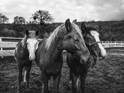 Picture of YEARLINGS ON A RANCH IN RED RIVER COUNTY DETROIT-TEXAS