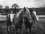 Picture of YEARLINGS ON A RANCH IN RED RIVER COUNTY DETROIT-TEXAS