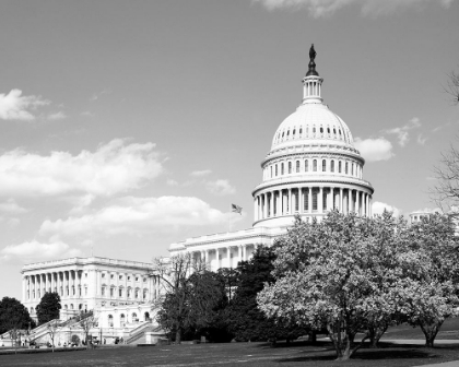 Picture of CAPITOL HILL WASHINGTON D.C. IN CHERRY BLOSSOM SEASON