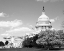 Picture of CAPITOL HILL WASHINGTON D.C. IN CHERRY BLOSSOM SEASON