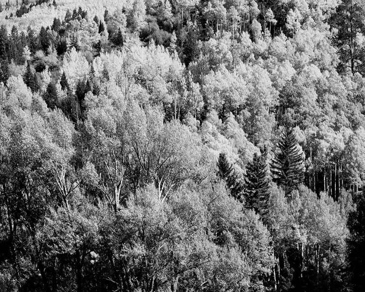 Picture of COLORADO ASPENS