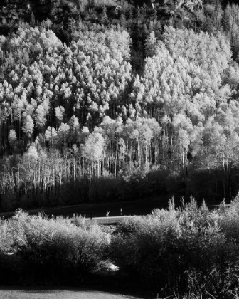 Picture of ASPENS OVER VAIL-COLORADO USA 