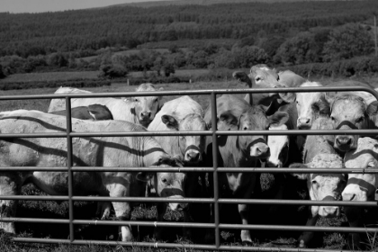 Picture of CURIOUS CATTLE