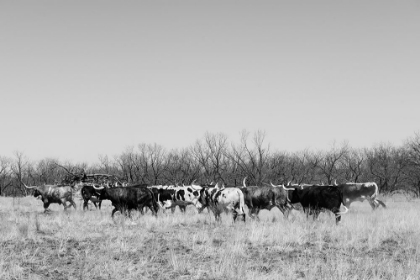 Picture of LONGHORN CATTLE GRAZING NEAR FORT GRIFFIN TEXAS