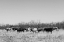 Picture of LONGHORN CATTLE GRAZING NEAR FORT GRIFFIN TEXAS