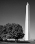 Picture of THE WASHINTON MONUMENT IN WASHINGTON-D.C.