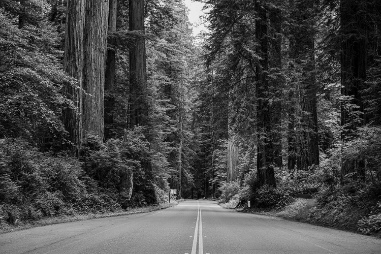 Picture of REDWOOD NATIONAL AND STATE PARK ON U.S. 101 IN NORTHERN CALIFORNIA