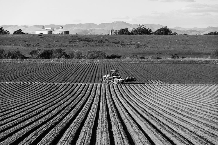 Picture of CROP ROWS IN SAN LUIS OBISPO COUNTY-CALIFORNIA