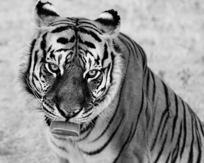 Picture of TIGER AT THE WILD ANIMAL SANCTUARY-KEENESBURG-COLORADO