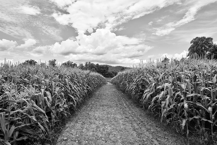 Picture of CORNFIELD NEAR CLARKESVILLE IN HABERSHAM COUNTY-GEORGIA