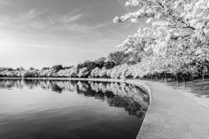 Picture of POTOMAC RIVER TIDAL BASIN DURING WASHINGTONS SPRING CHERRY BLOSSOM FESTIVAL